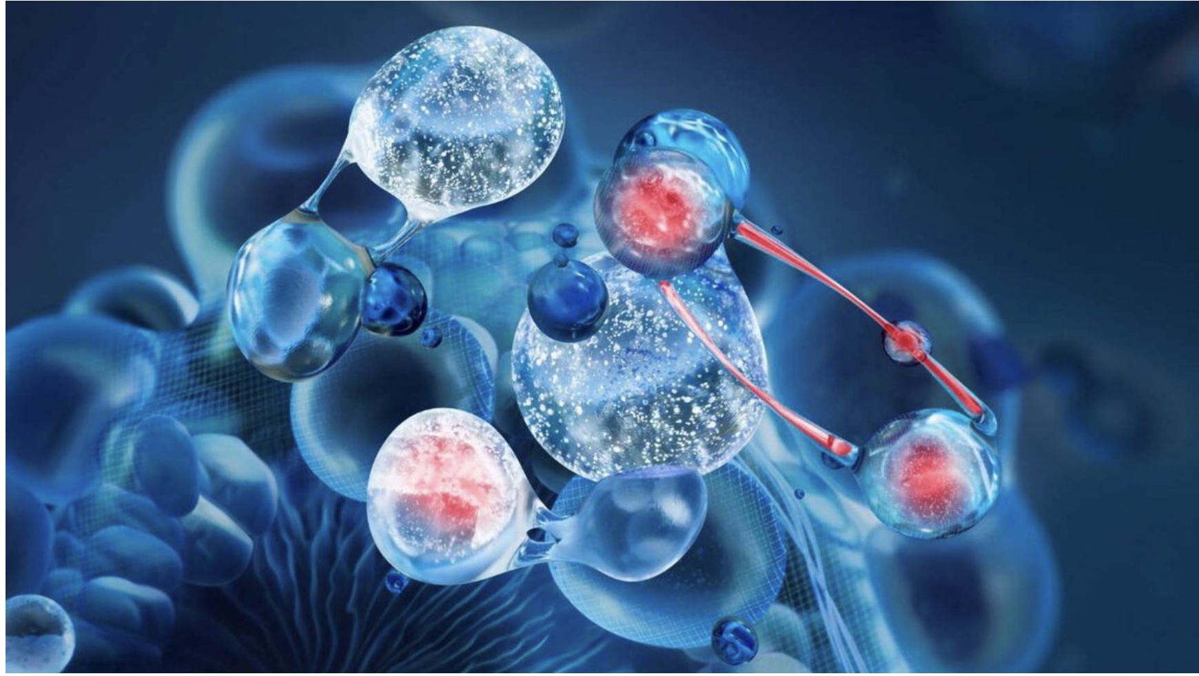 Peptidos